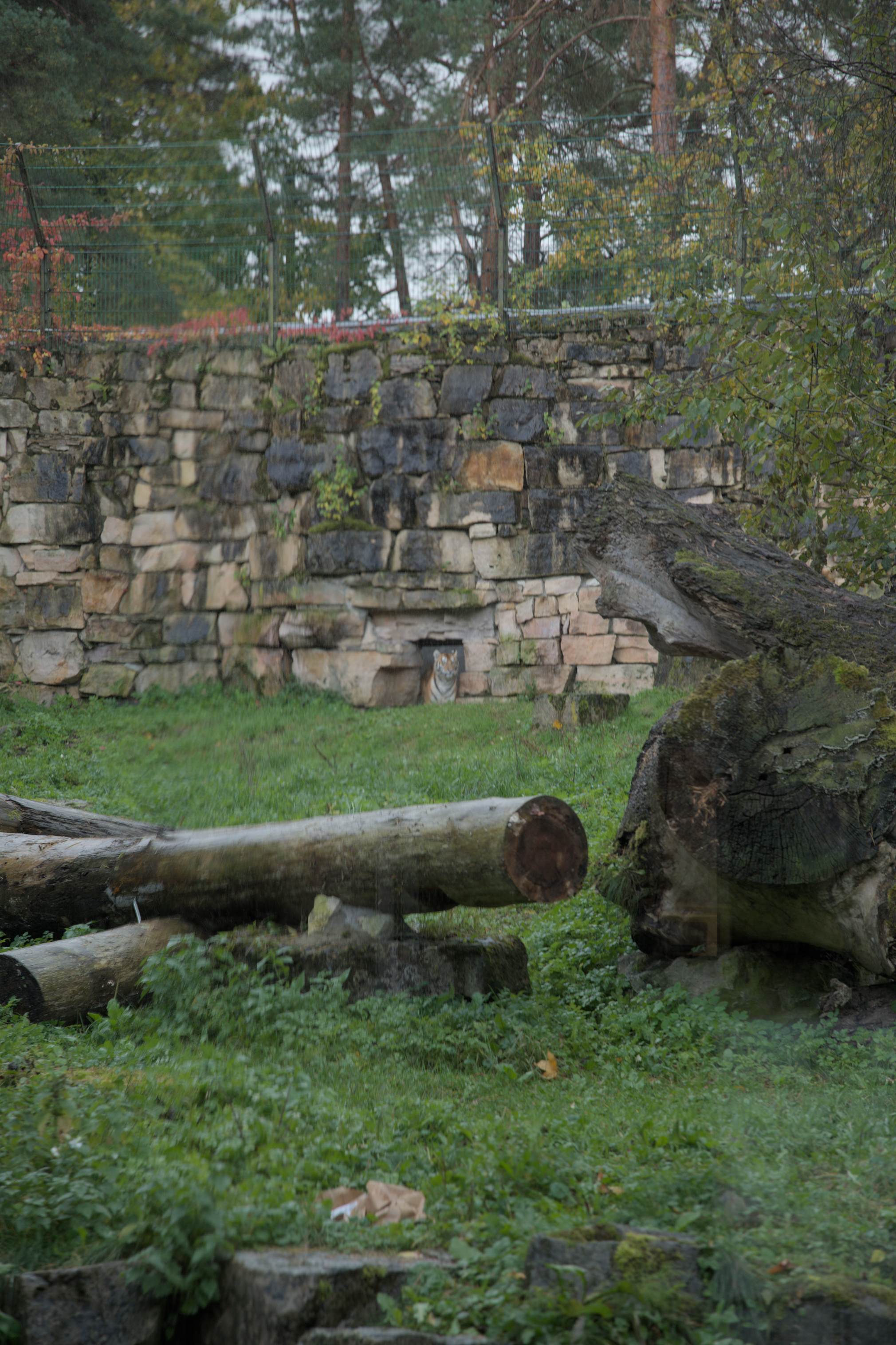 2025/10/12 - zoo/DSC_0106.jpg